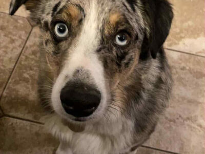 Adult Male Mini Aussie