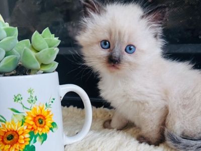 Floppy/Fluffy SWEET Ragdoll kittens (STAY TINY) SUPER SWEET/AFFECTIONATE shed less/less allergenic!