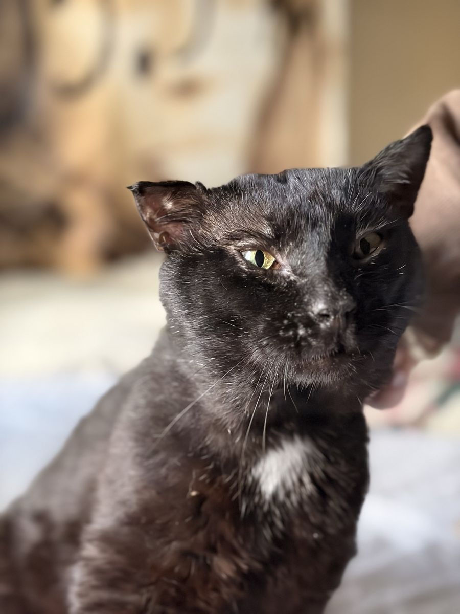 Super Loving Black Cat - Seeking New Home