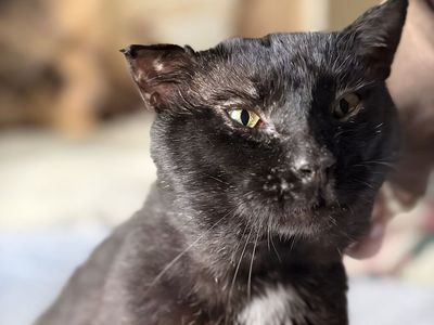 Super Loving Black Cat - Seeking New Home