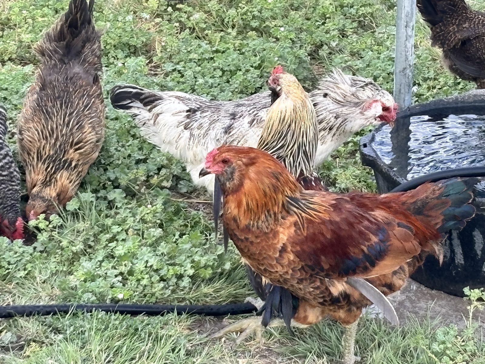 Roosters for sale