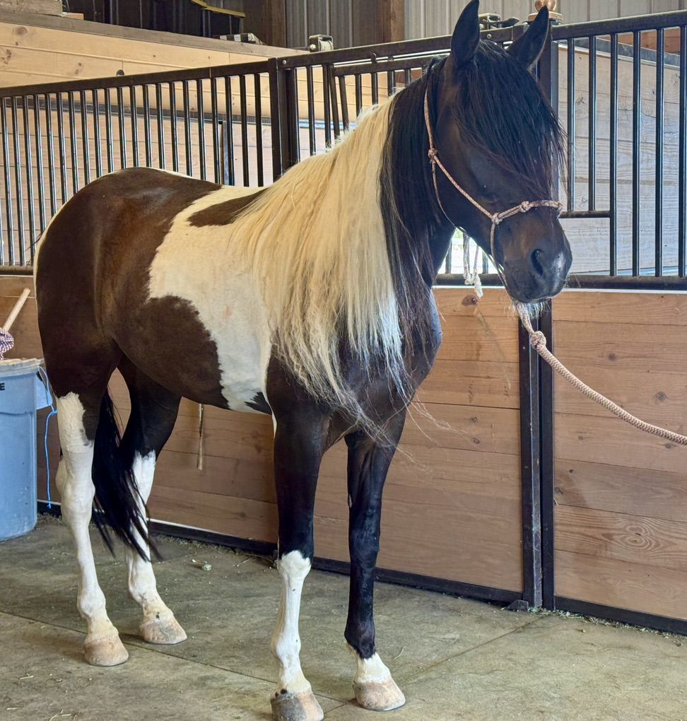 Smooth Singlefooter Gelding (Gaited TWH Walker)