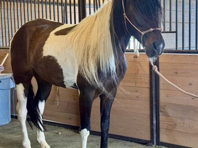 Smooth Singlefooter Gelding (Gaited TWH Walker)