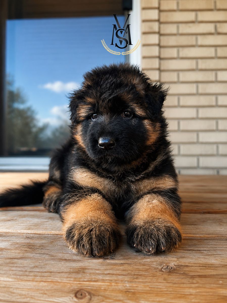 AKC Long Coat German Shepherd Pups from European Bloodlines