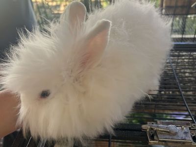 Bunnies