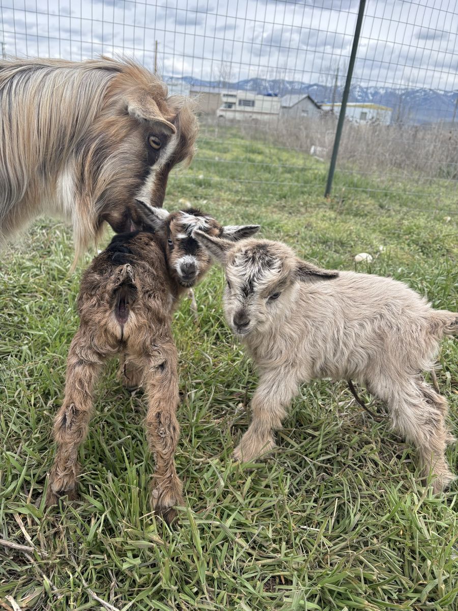Mini Silkie Fainting Goats
