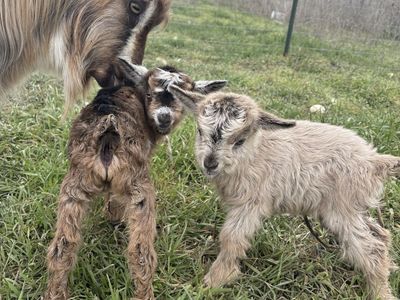 Mini Silkie Fainting Goats