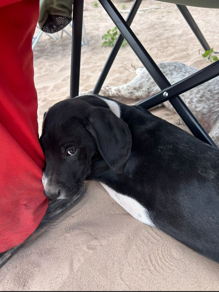German Shorthaired Pointer GSP Pup Mix