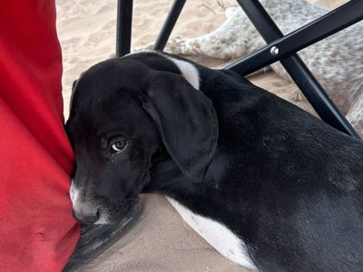 German Shorthaired Pointer GSP Pup Mix