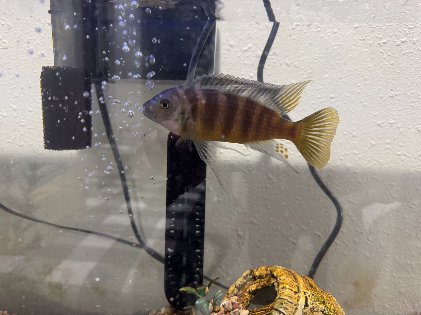 Cichlid