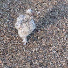 free splash silkie rooster