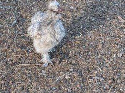 free splash silkie rooster