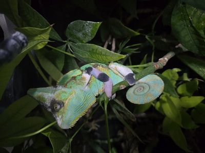 Pied veiled chameleon with cage and everything.