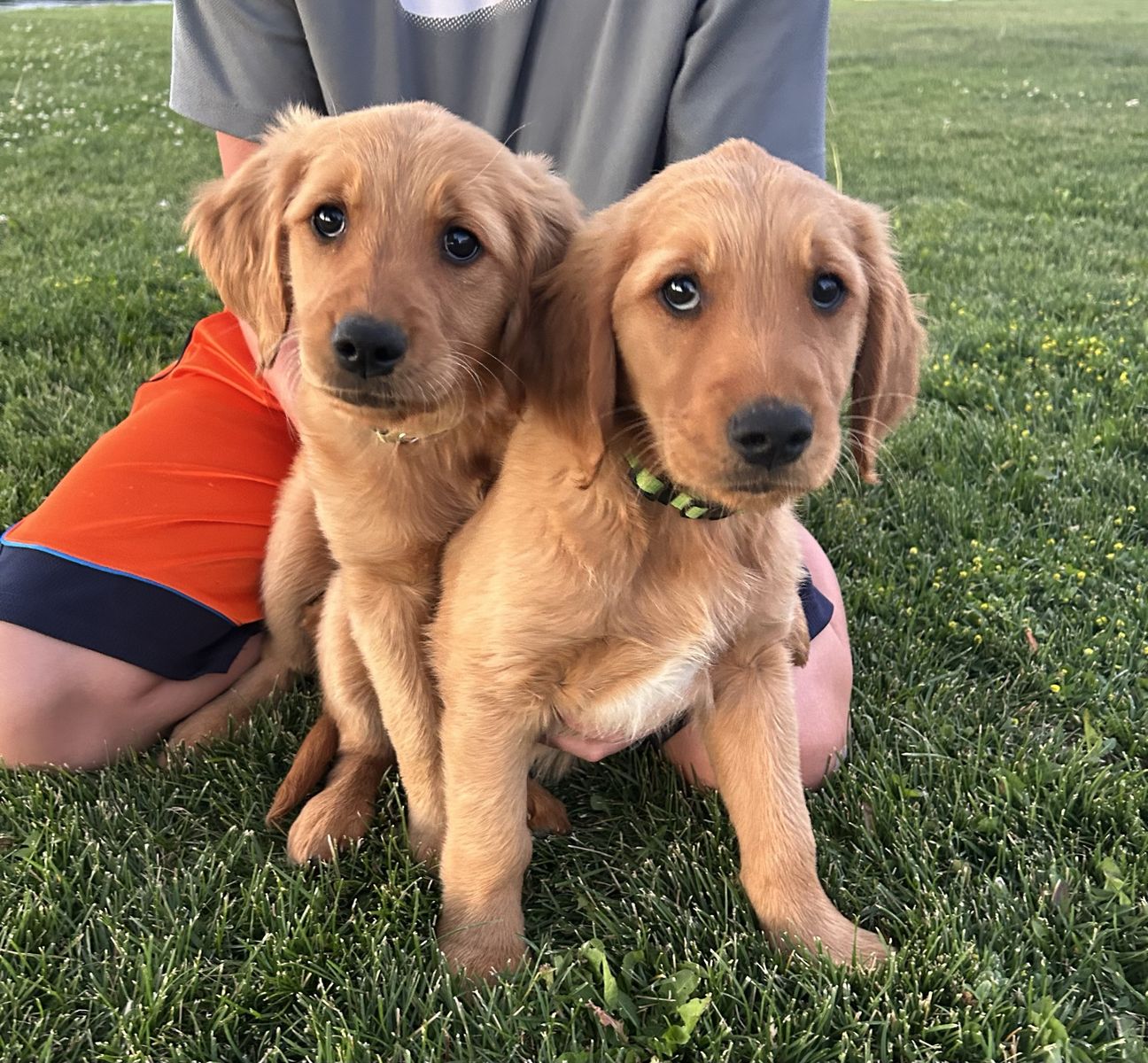 AKC Golden Retriever Puppies - Ready for Their Forever Homes!