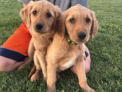 AKC Golden Retriever Puppies - Ready for Their Forever Homes!