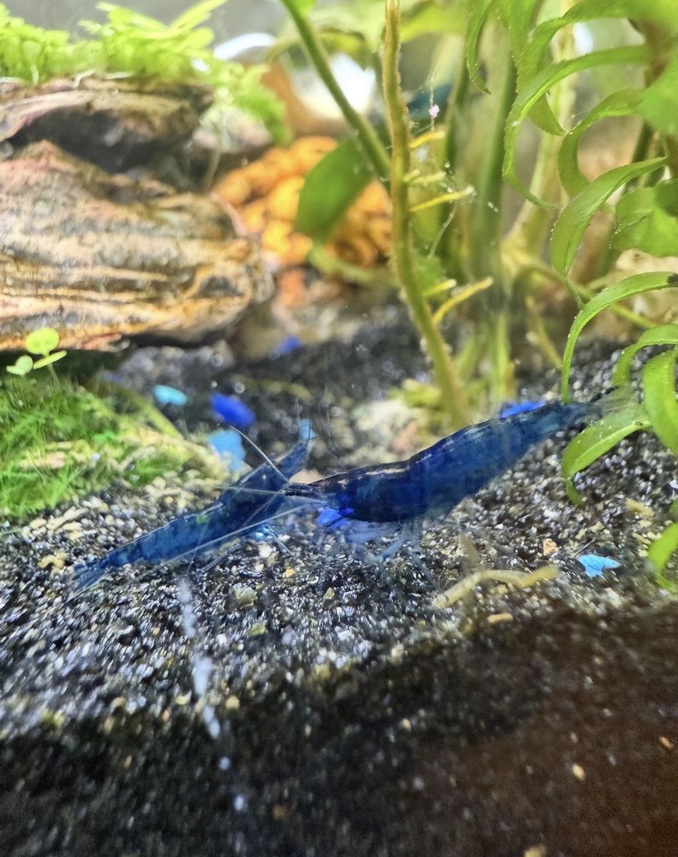 Blue Dream Shrimp