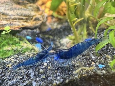 Blue Dream Shrimp