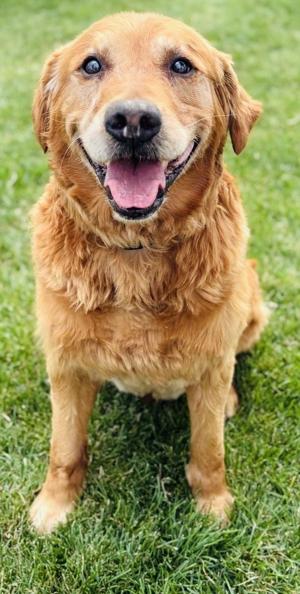 AKC Golden Retriever for Stud
