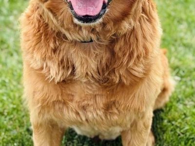 AKC Golden Retriever for Stud