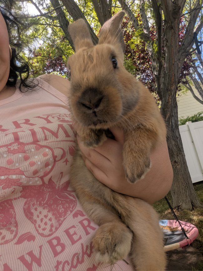 Rabbits for meat or for pets New Zealand
