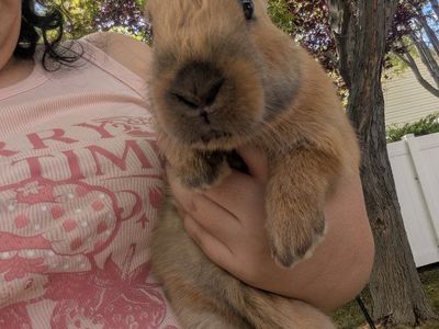 Rabbits for meat or for pets New Zealand