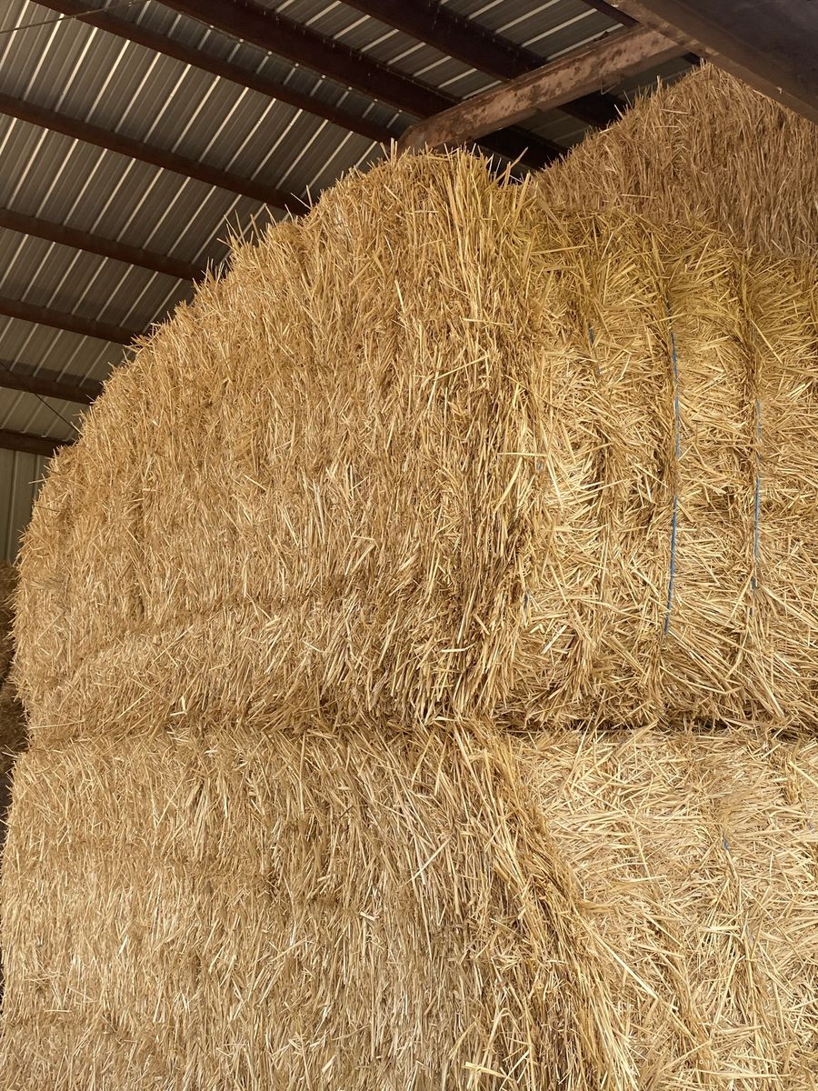 Large 3x4 Square Straw Bales - Barn Stored