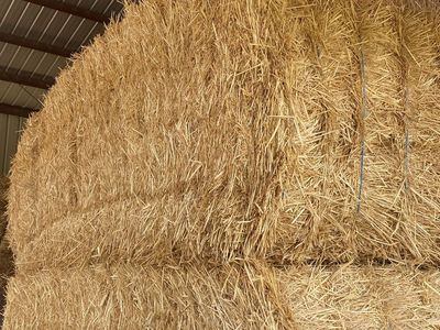 Large 3x4 Square Straw Bales - Barn Stored