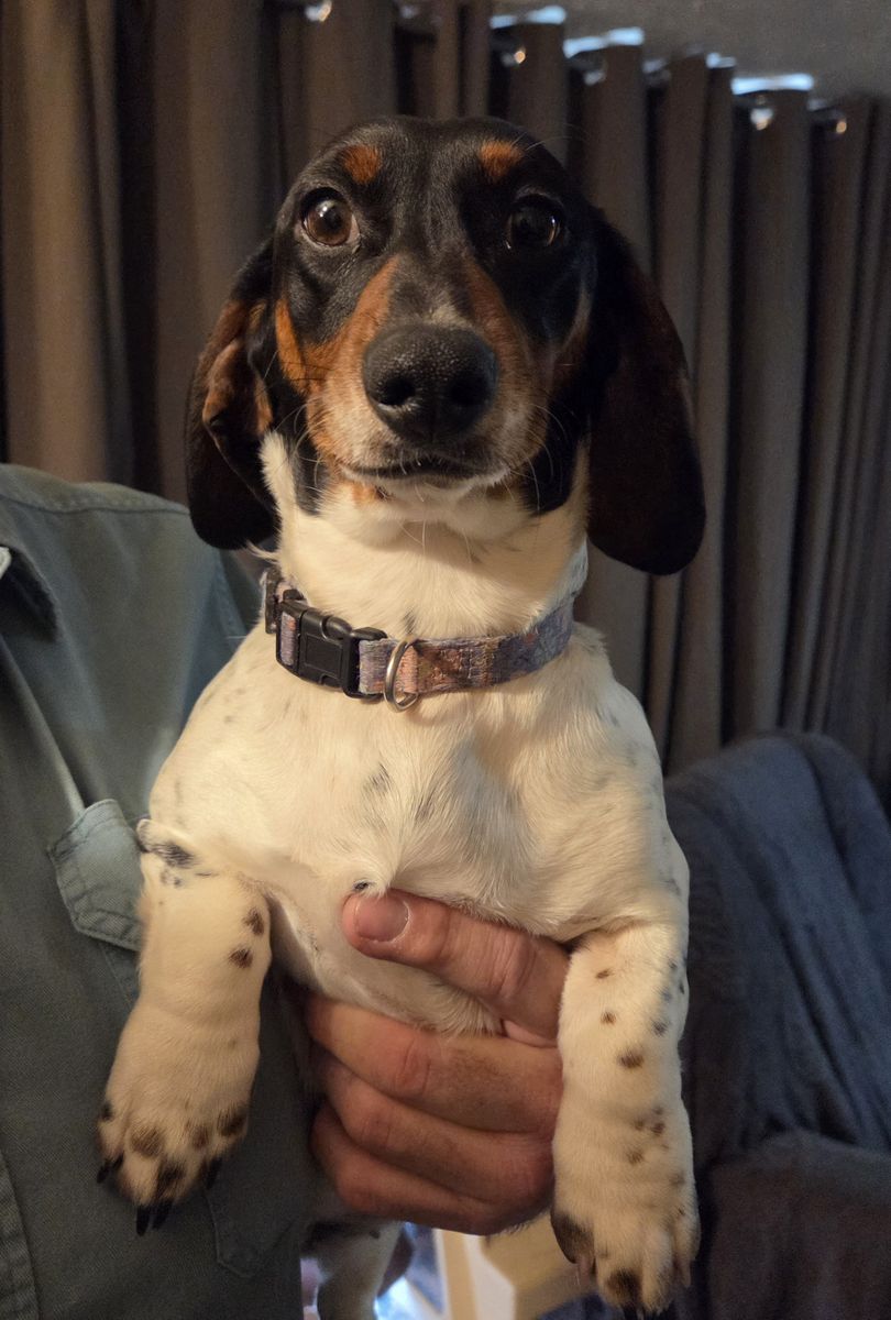 Female Piebald Dachshund - Sassy