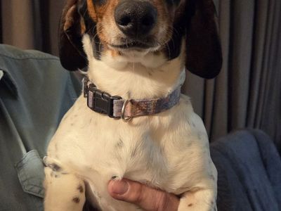 Female Piebald Dachshund - Sassy