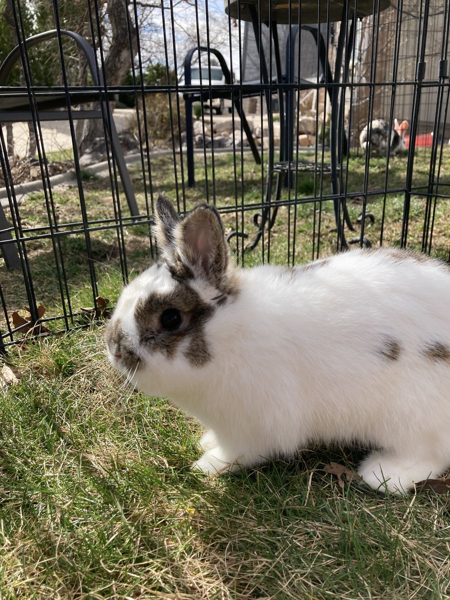 Cute purebred male netherland dwarf bunny