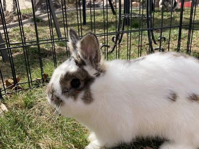 Cute purebred male netherland dwarf bunny