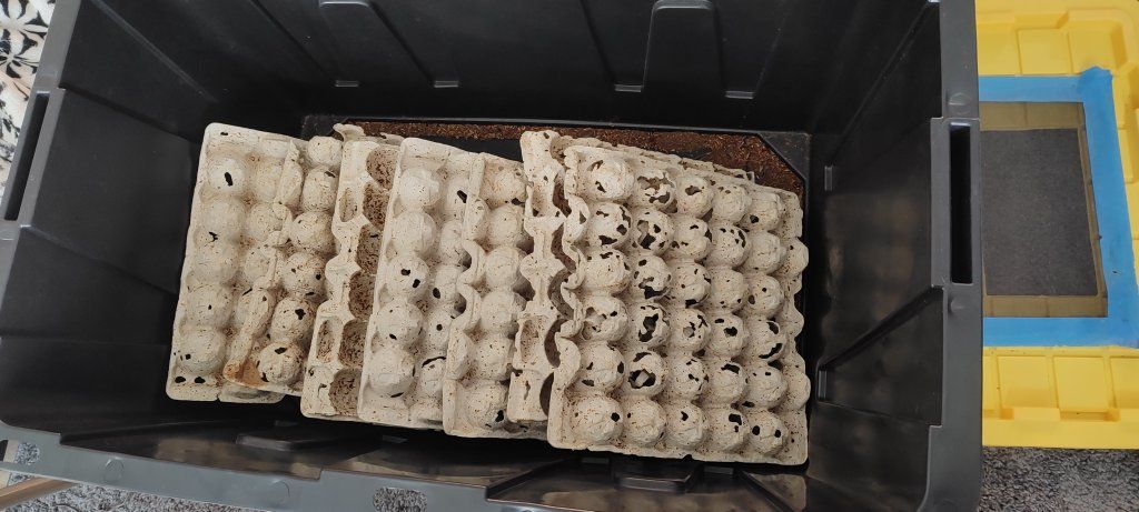 Dubia roach breeding kit