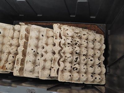 Dubia roach breeding kit