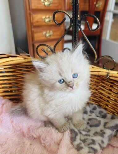 Gorgeous Affectionate RAGDOLL LYNX kittens--SUPER SWEET/STAY SMALL-Do tricks--less allergenic/shed less!