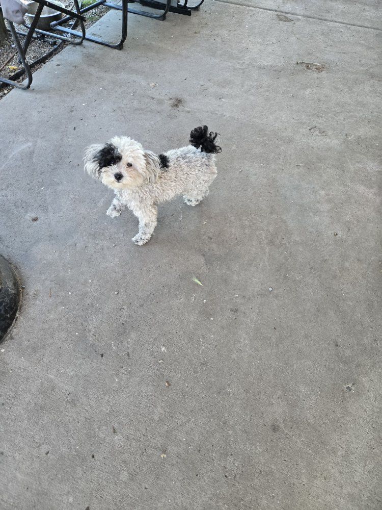 Adorable Small Dog (Breed Unknown) - Playful & Loving Companion