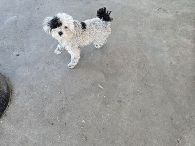 Adorable Small Dog (Breed Unknown) - Playful & Loving Companion