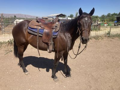 5yr old Grade Mare