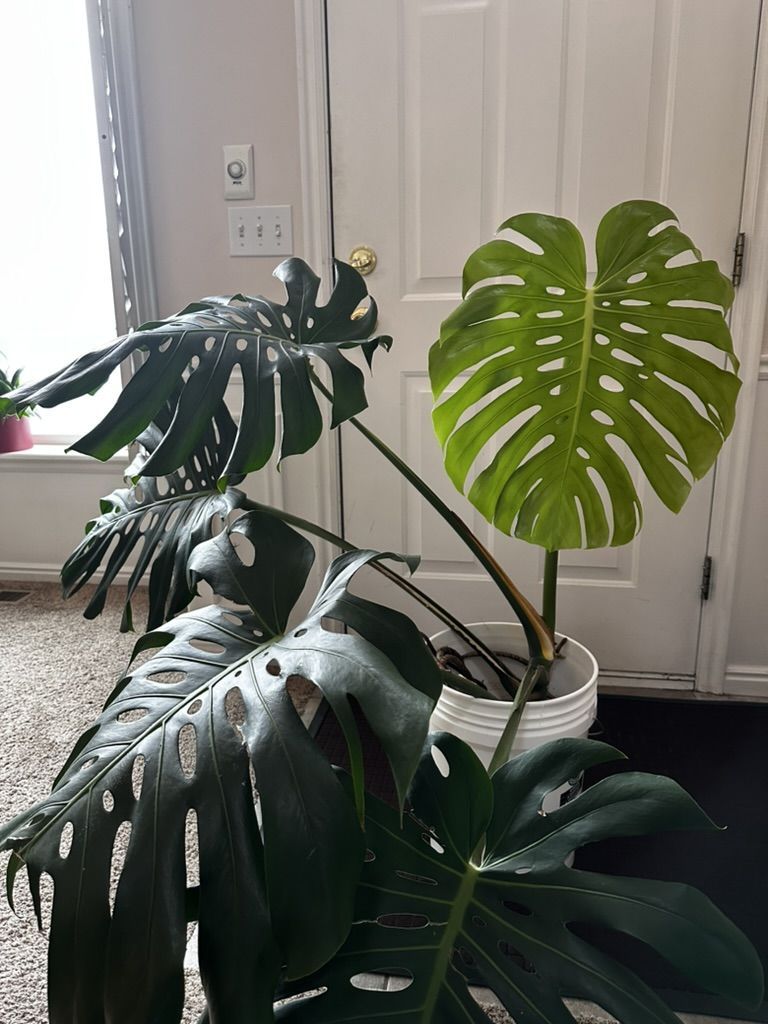 Large Mature Monstera Cutting – 5 Fenestrated Leaves (20"+)