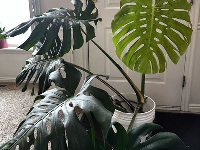 Large Mature Monstera Cutting – 5 Fenestrated Leaves (20"+)