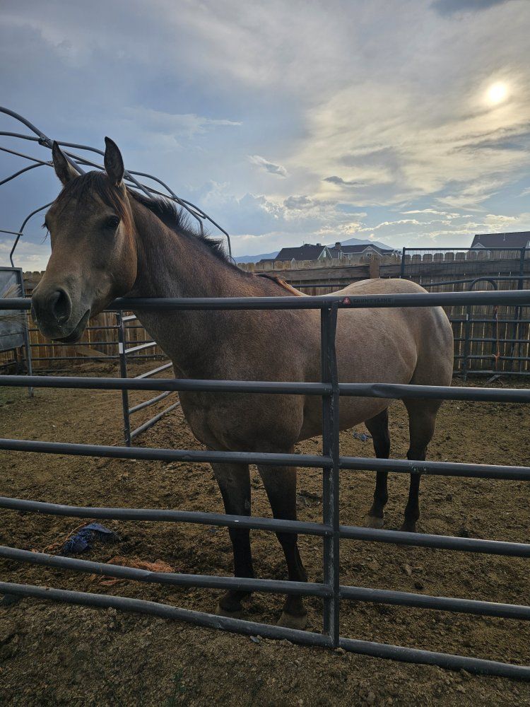 Quarter Horse Buckskin