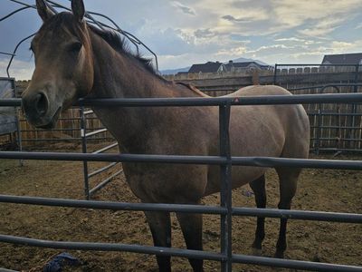 Quarter Horse Buckskin