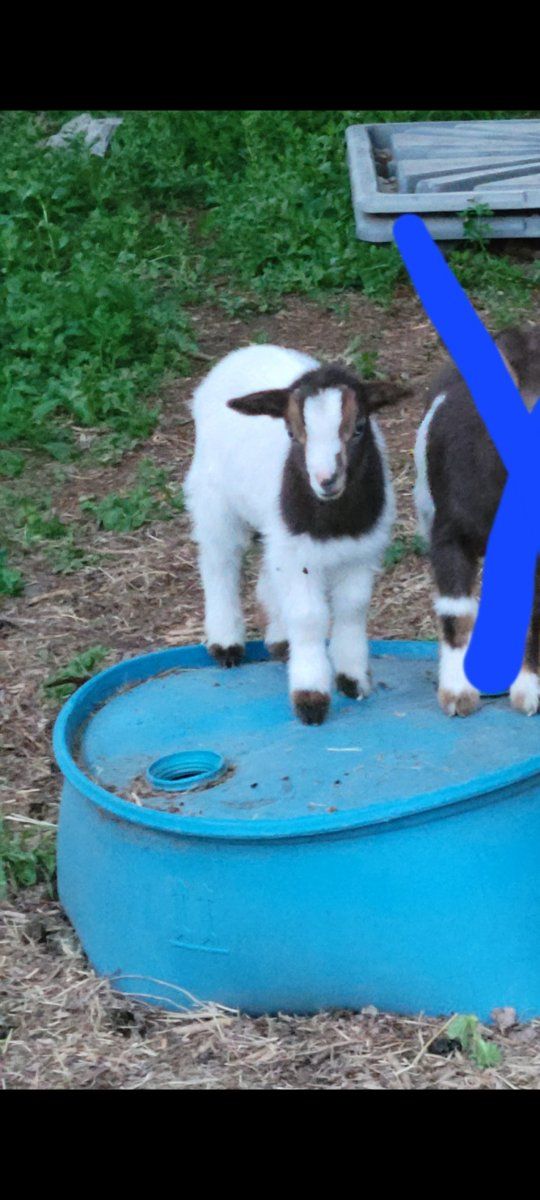 Handsome blue eyed Nigerian dwarf buckling
