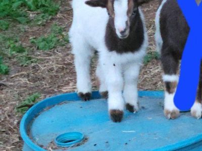 Handsome blue eyed Nigerian dwarf buckling