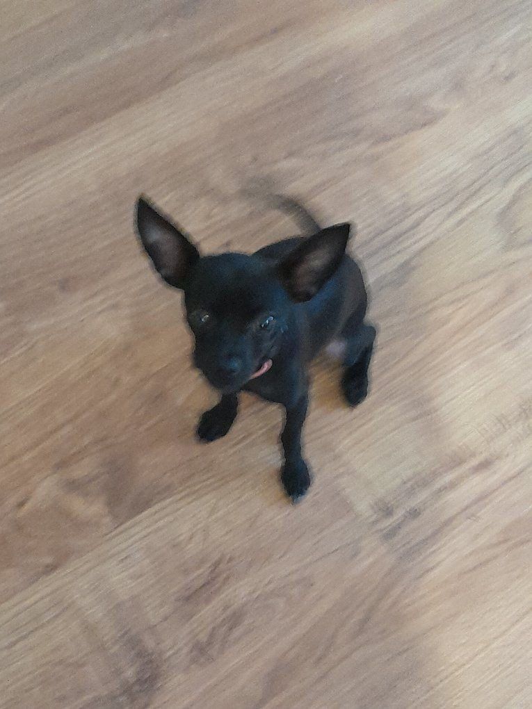 Chihuahua puppy