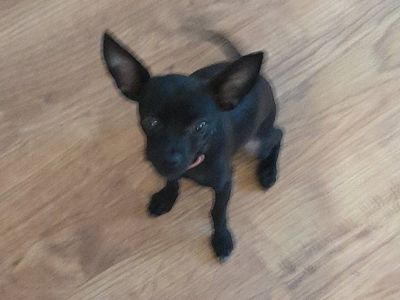 Chihuahua puppy