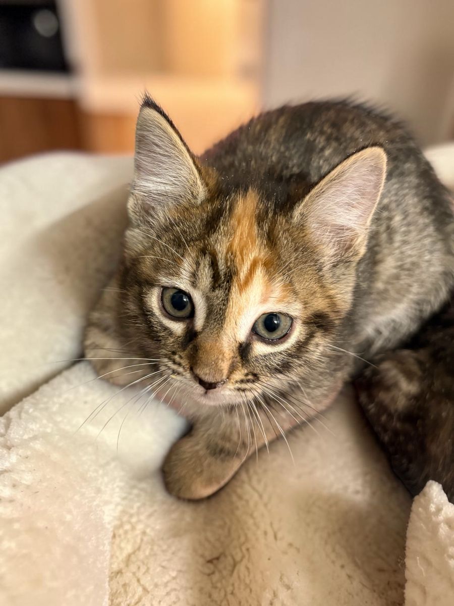 Super Sweet & Cuddly Torbie (Tortie/Tabby) Girl Kitten