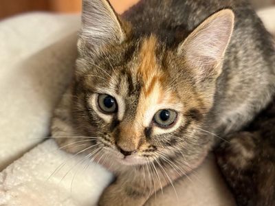 Super Sweet & Cuddly Torbie (Tortie/Tabby) Girl Kitten