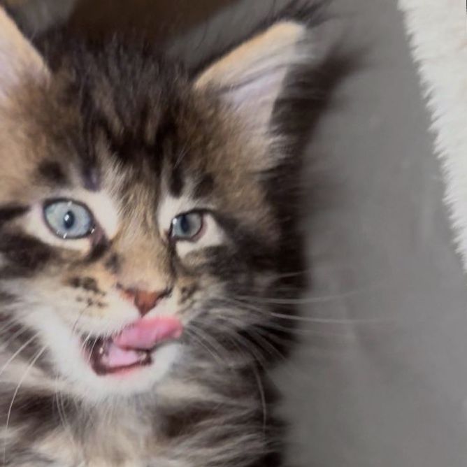 Maine Coon kittens 