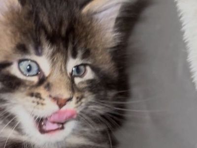 Maine Coon kittens
