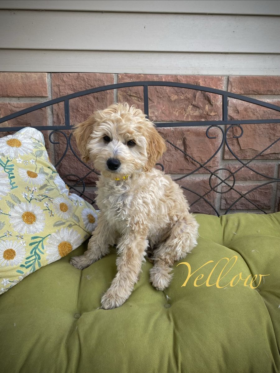 One girl left! Mini Goldendoodle/ golden doodle puppies